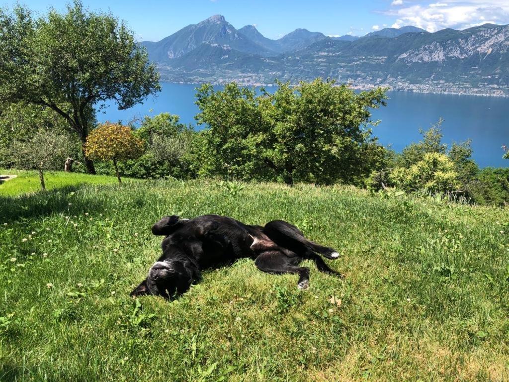 Favai Hills Your Secret Hideaway Brenzone sul Garda Exteriér fotografie